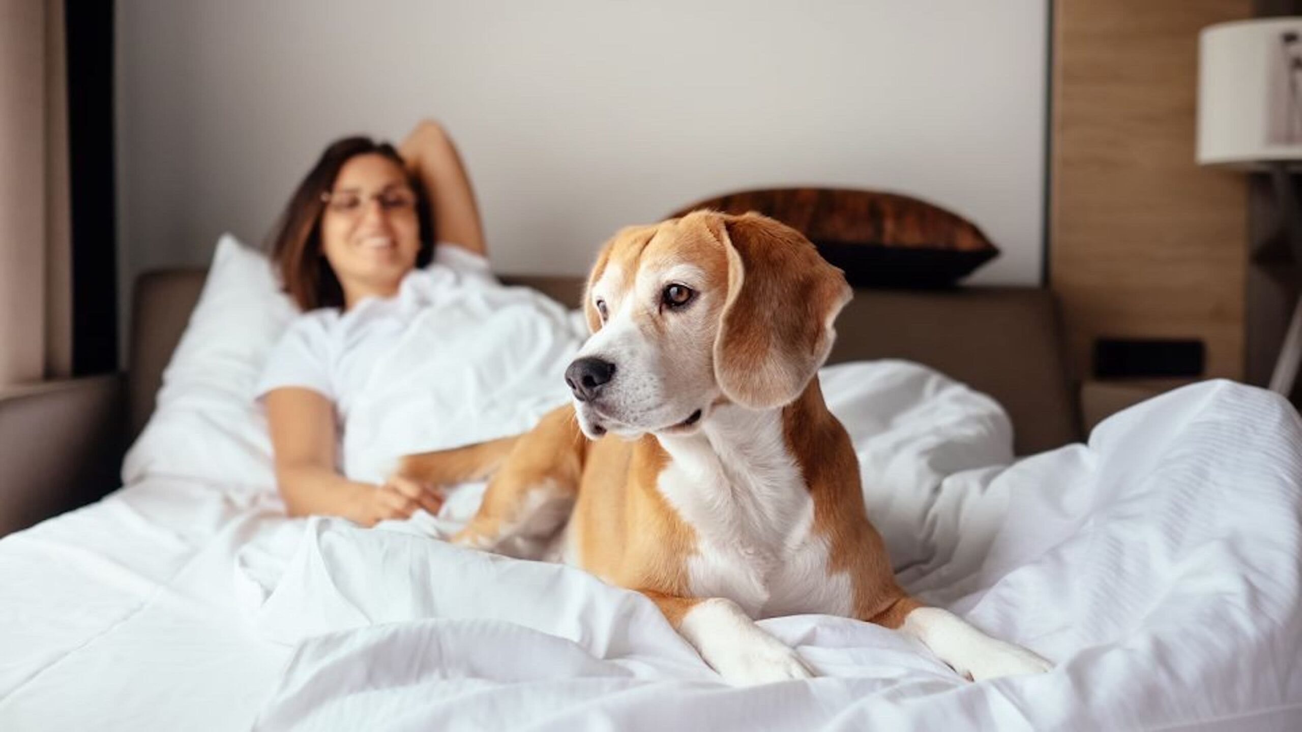 Pet-Friendly Hotels: Finding the Perfect Stay for You